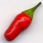 chili pepper